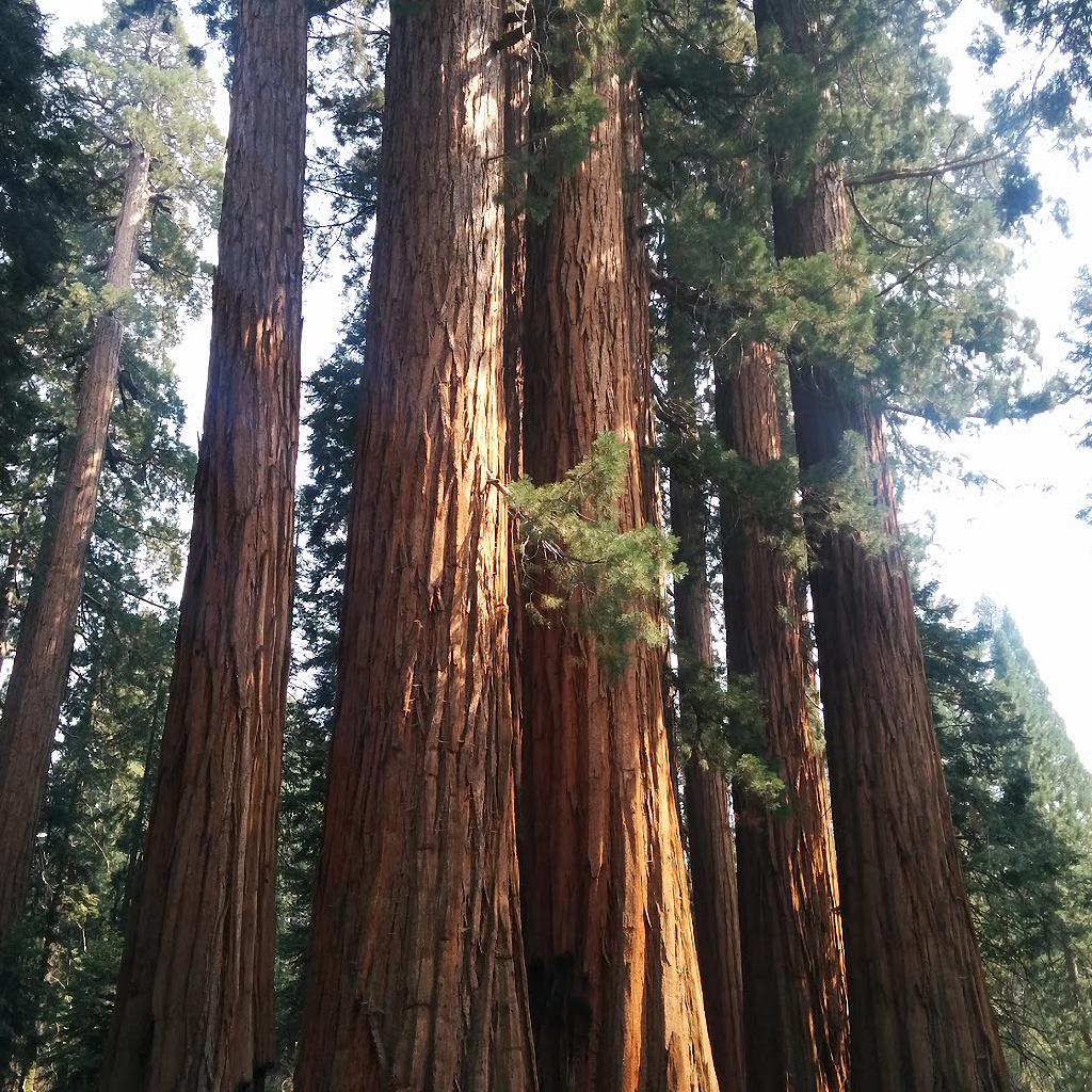 Dendrophobia