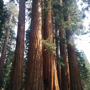 Dendrophobia